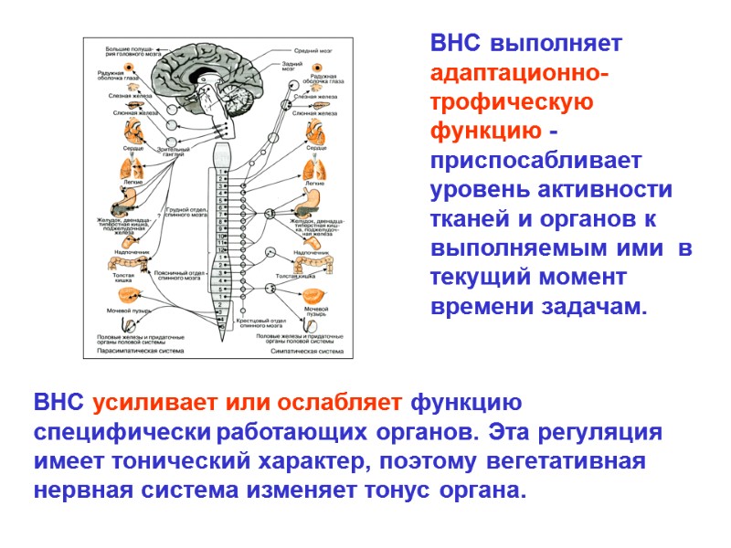 ВНС выполняет адаптационно-трофическую функцию - приспосабливает уровень активности тканей и органов к ВНС выполняет адаптационно-трофическую функцию - приспосабливает уровень активности тканей и органов к